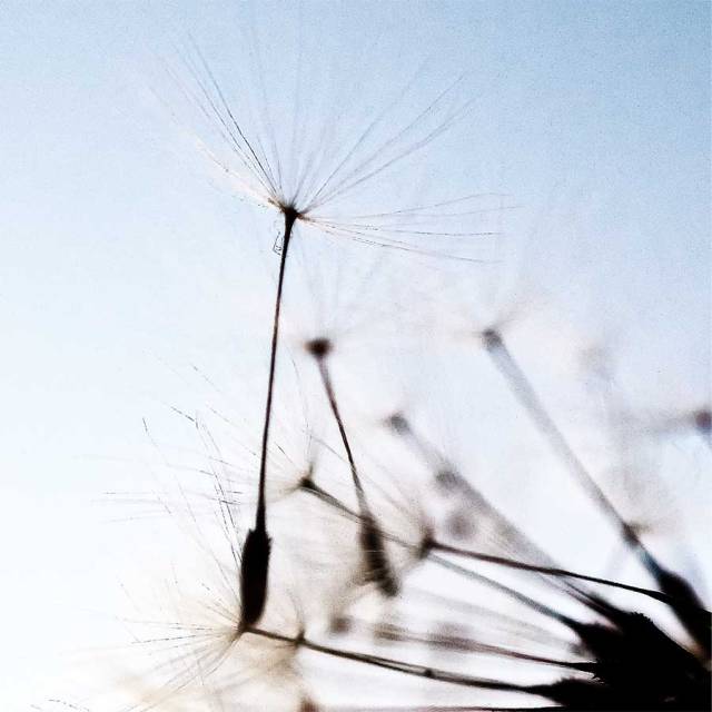 dandelionproject729web