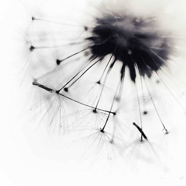 dandelionproject730bweb