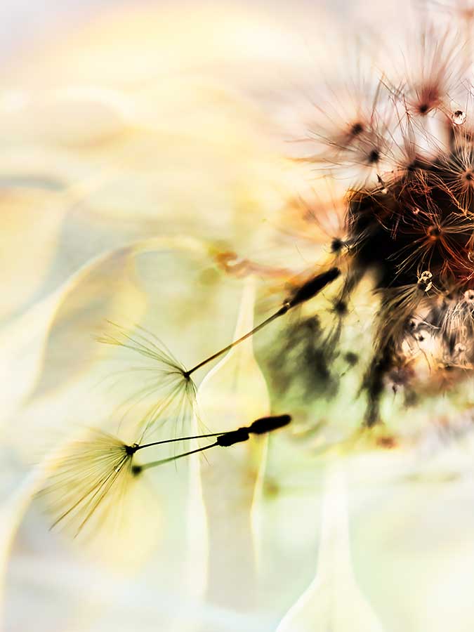 dandelionproject811cweb