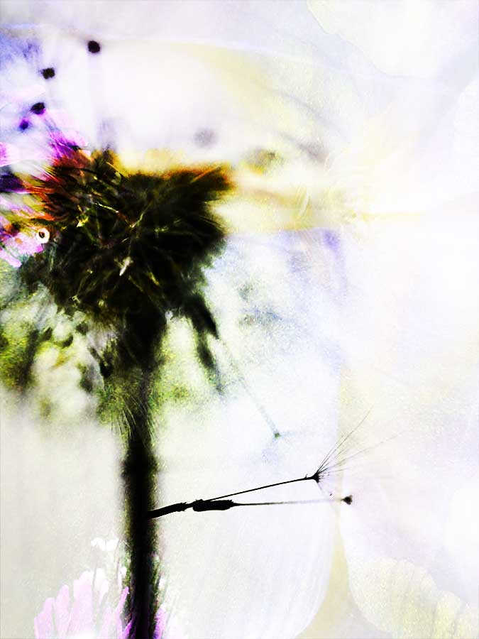 dandelionproject_dandelionwindiiiweb