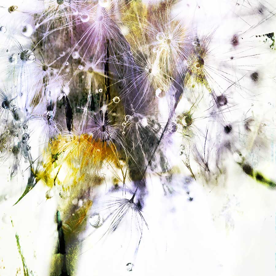 dandelionproject_tears82617bweb