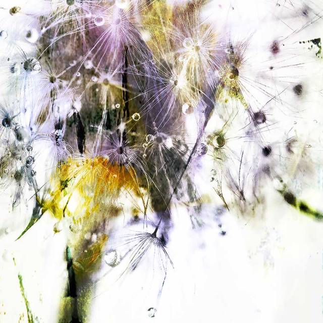 dandelionproject_tears82617bweb