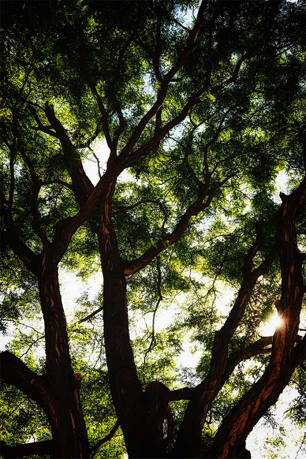 sunburstintree83017web