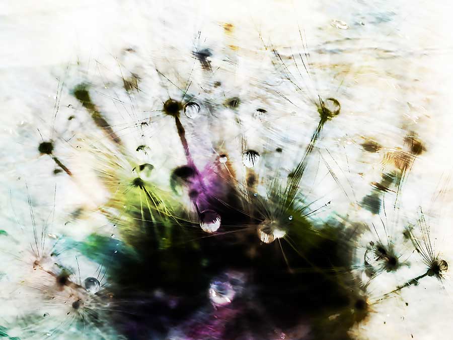 dandelionproject_tearscolorweb