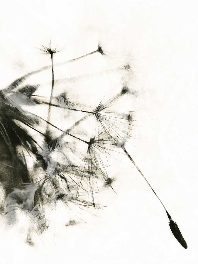 dandelionprojectwhitewash9417bweb