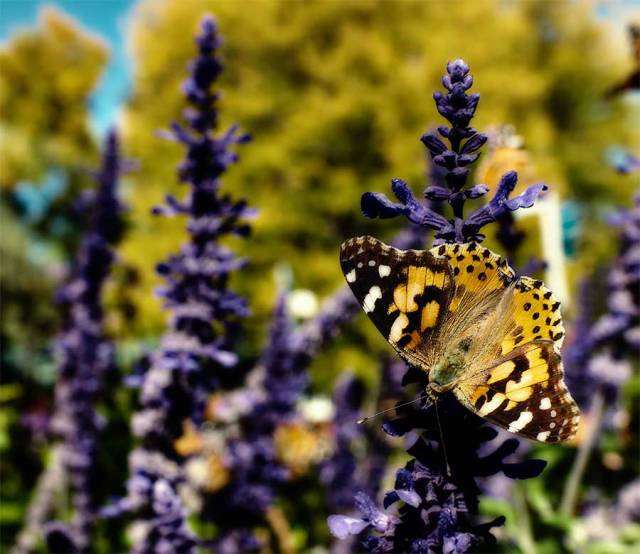 paintedlady2web