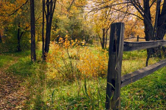 silentsundayautumnweb