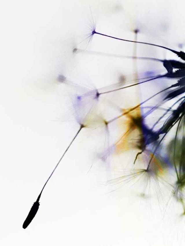 dandelionproject1128172web