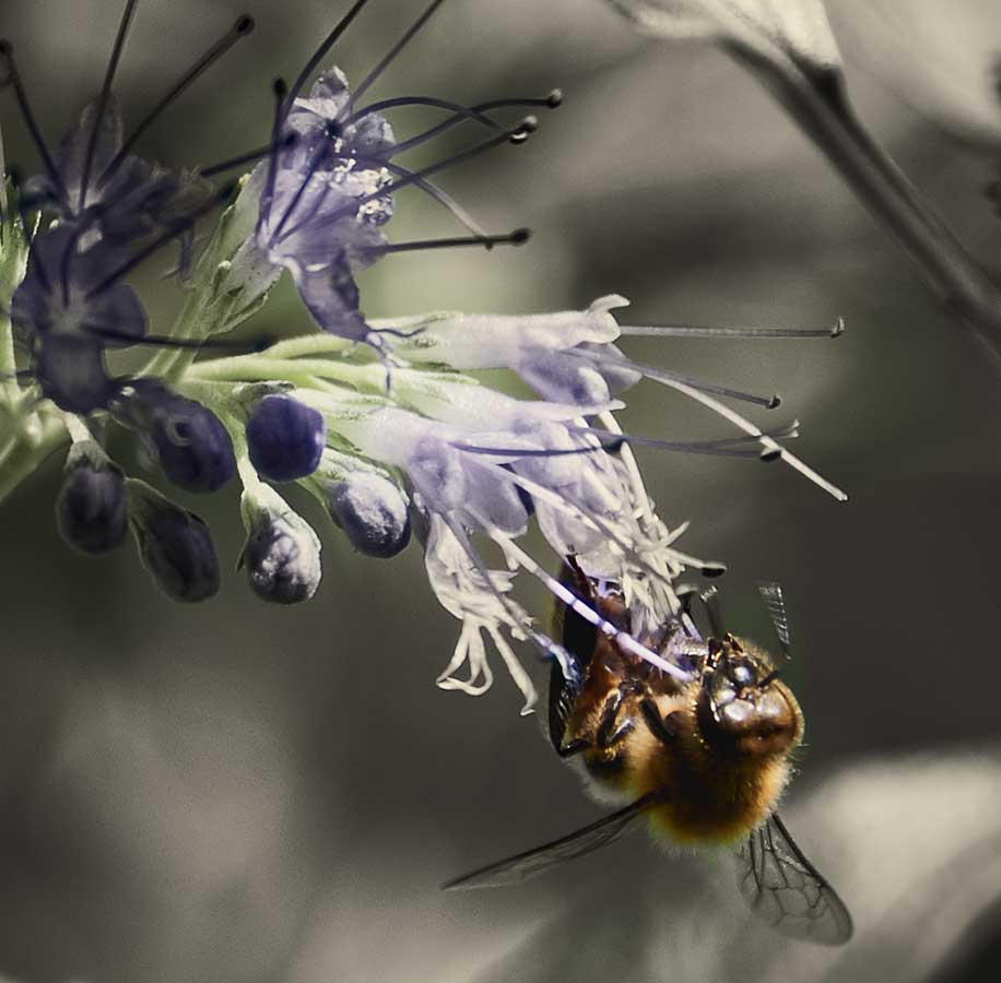 bee
