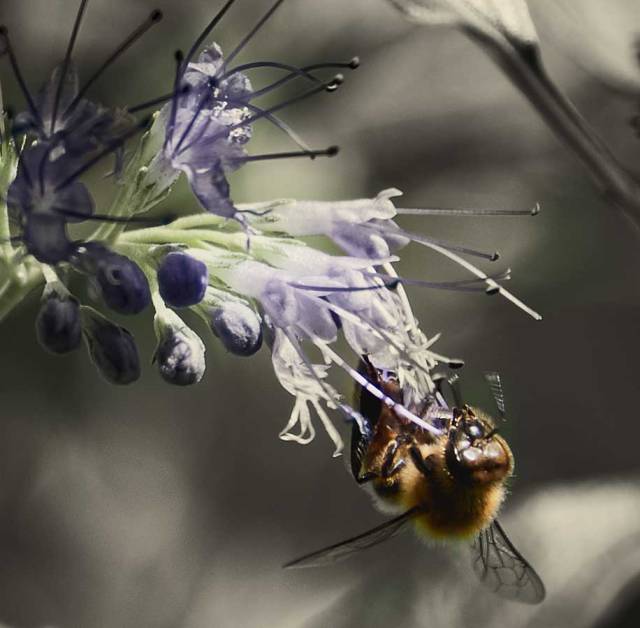 bee