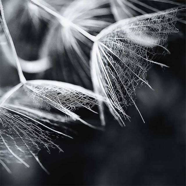 brendakofford_goatsbeardIIweb