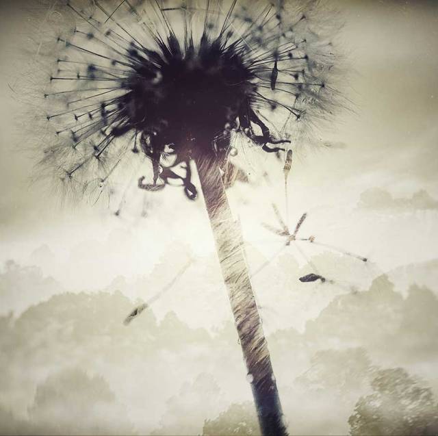 brendakofforddanelionproject121017web