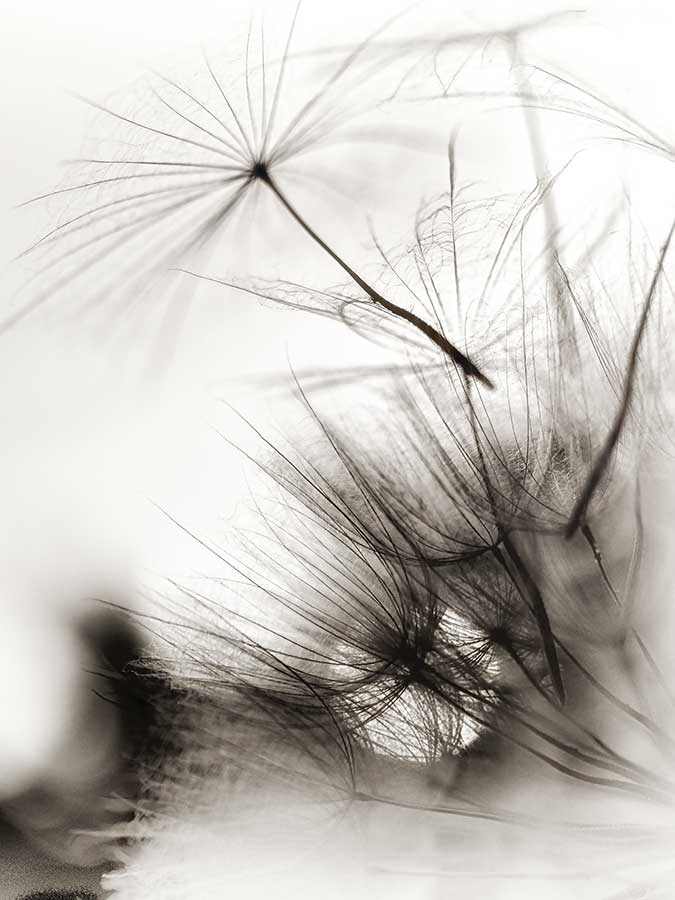 brenakofford_dandleionprojectsunweb