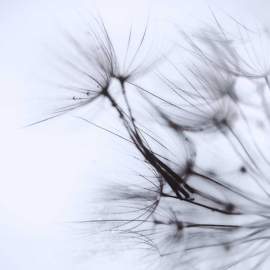 brendakofford_dandelionproject9118b-web