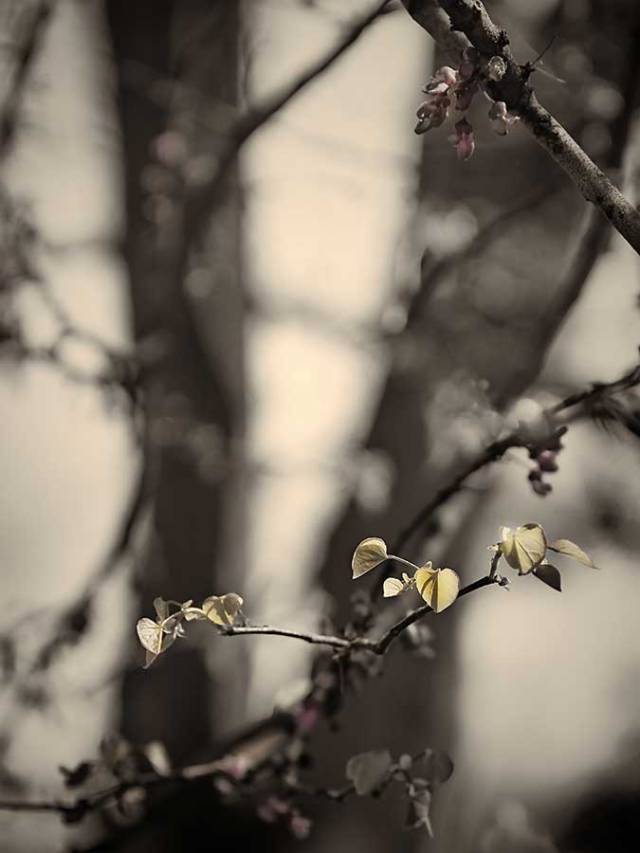 brendakofford_spring'sawakening1aweb