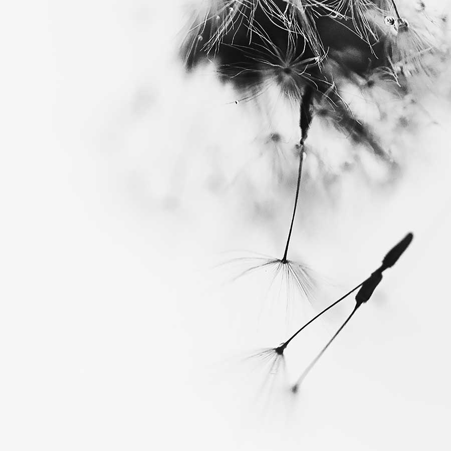 dandelionproject1918simplicity-1web