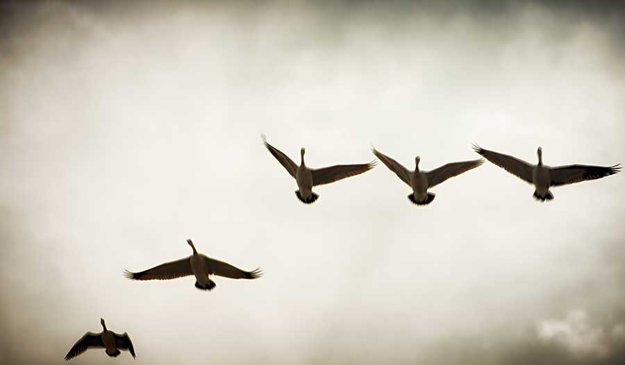 simplicitybirds-2web