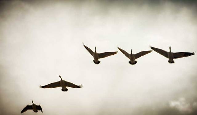 simplicitybirds-2web