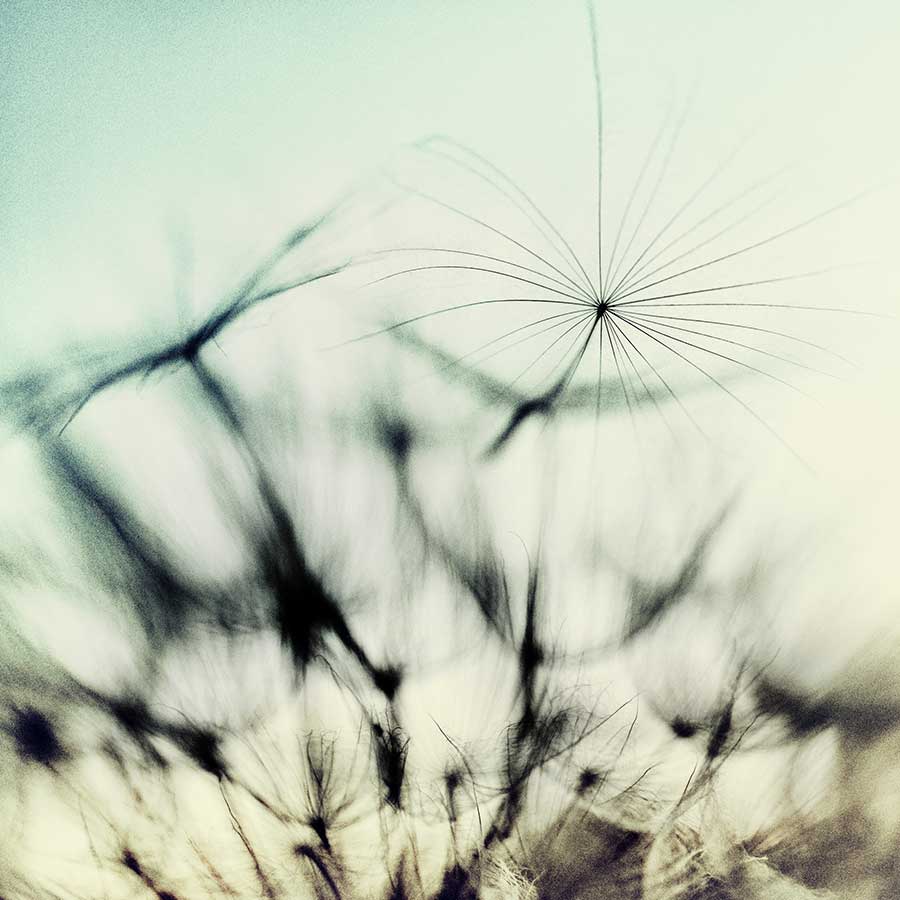 brendakofford_dandelionproject2218web