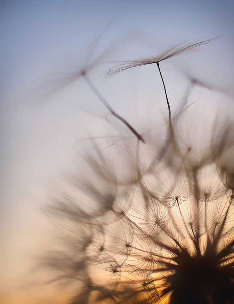 dandelionproject13118-3web