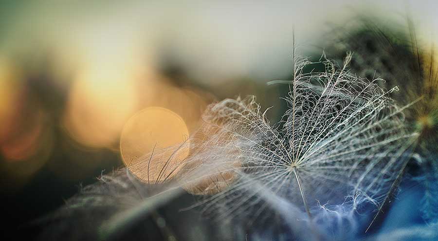 dandelionproject2718babyweb