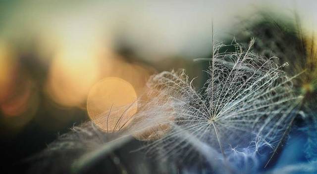 dandelionproject2718babyweb