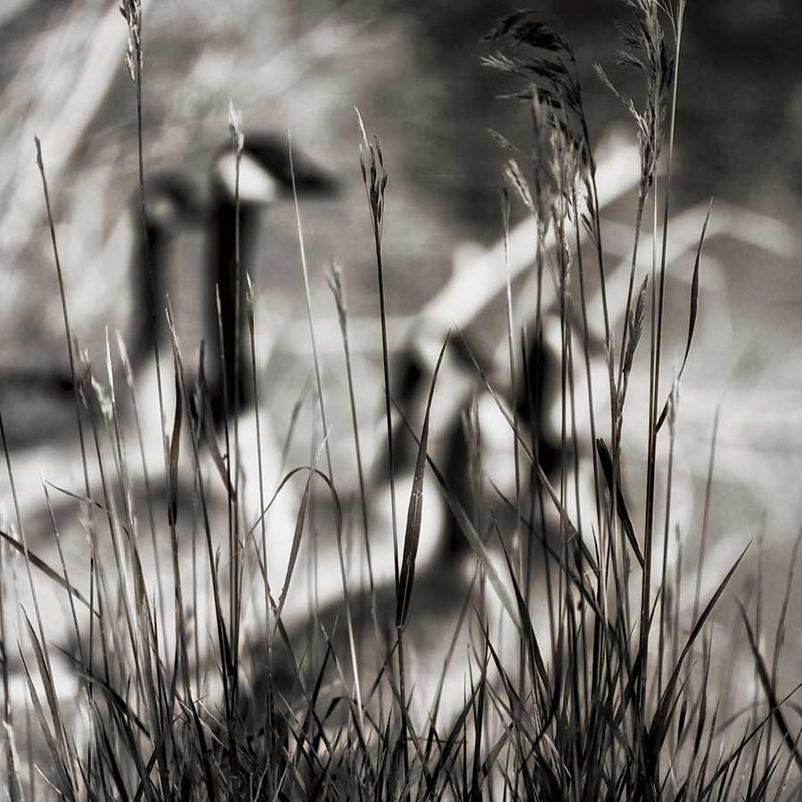 thephotographer-1web