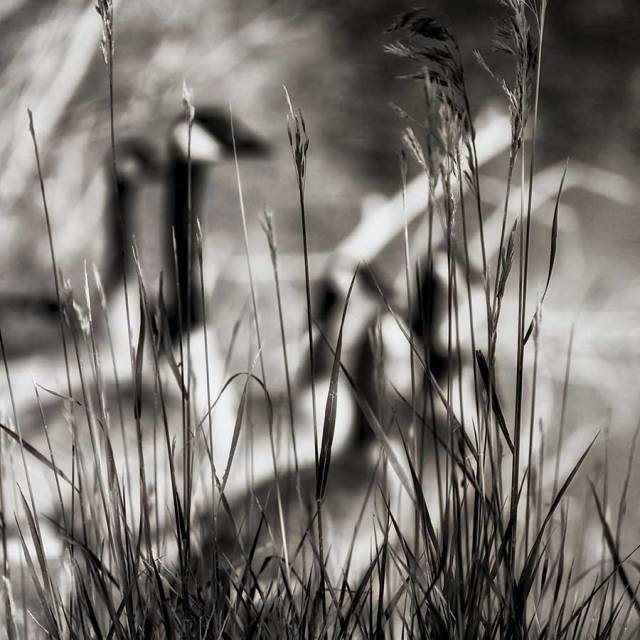 thephotographer-1web