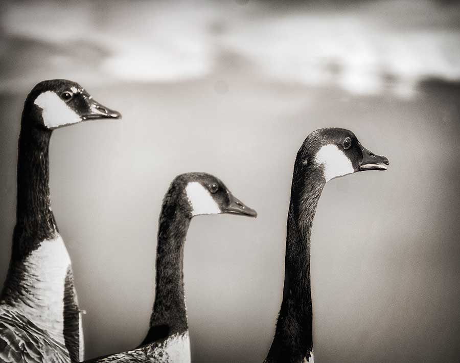 thephotographer-2web