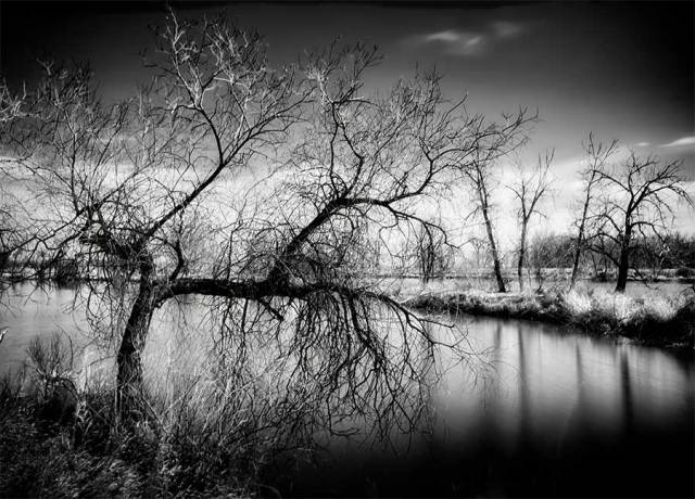 longexposusretrees2web