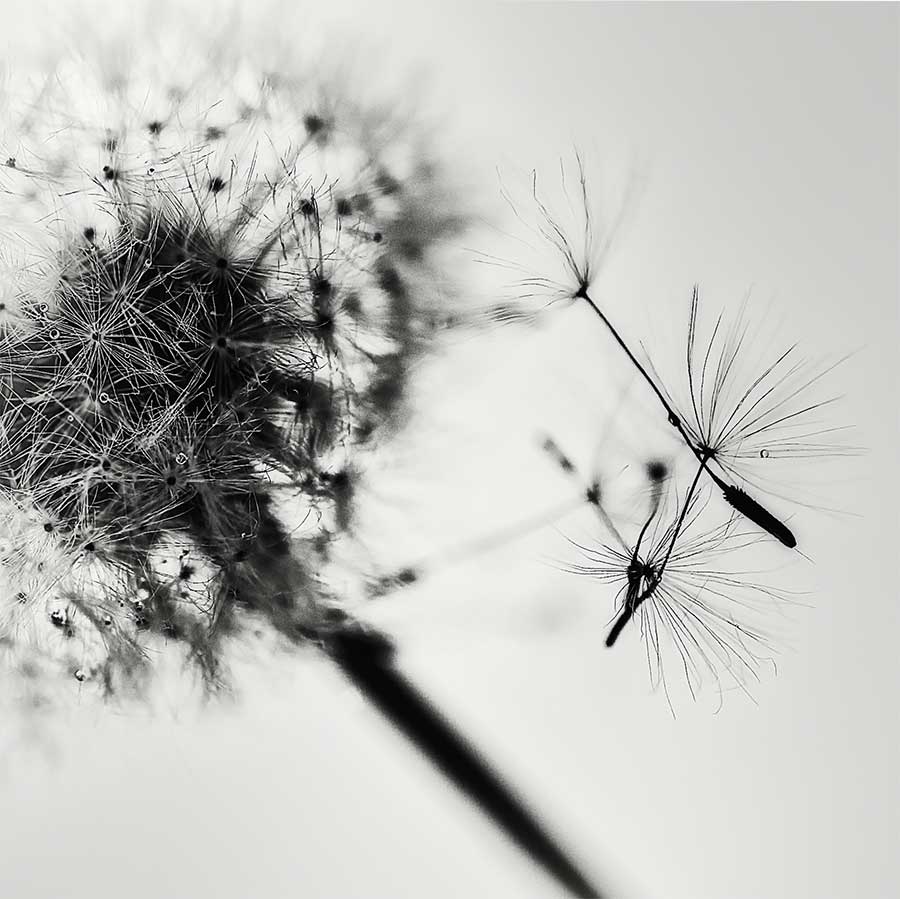 brendakofforddandelionproject121317bweb