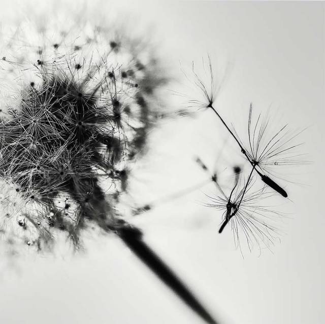 brendakofforddandelionproject121317bweb