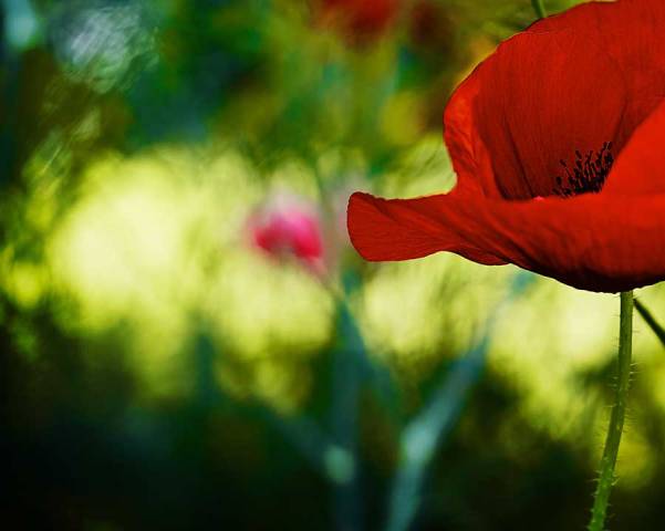 poppies-141818bweb