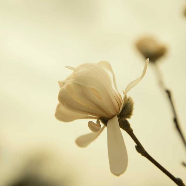 ruleofthirdsdepthoffieldweb