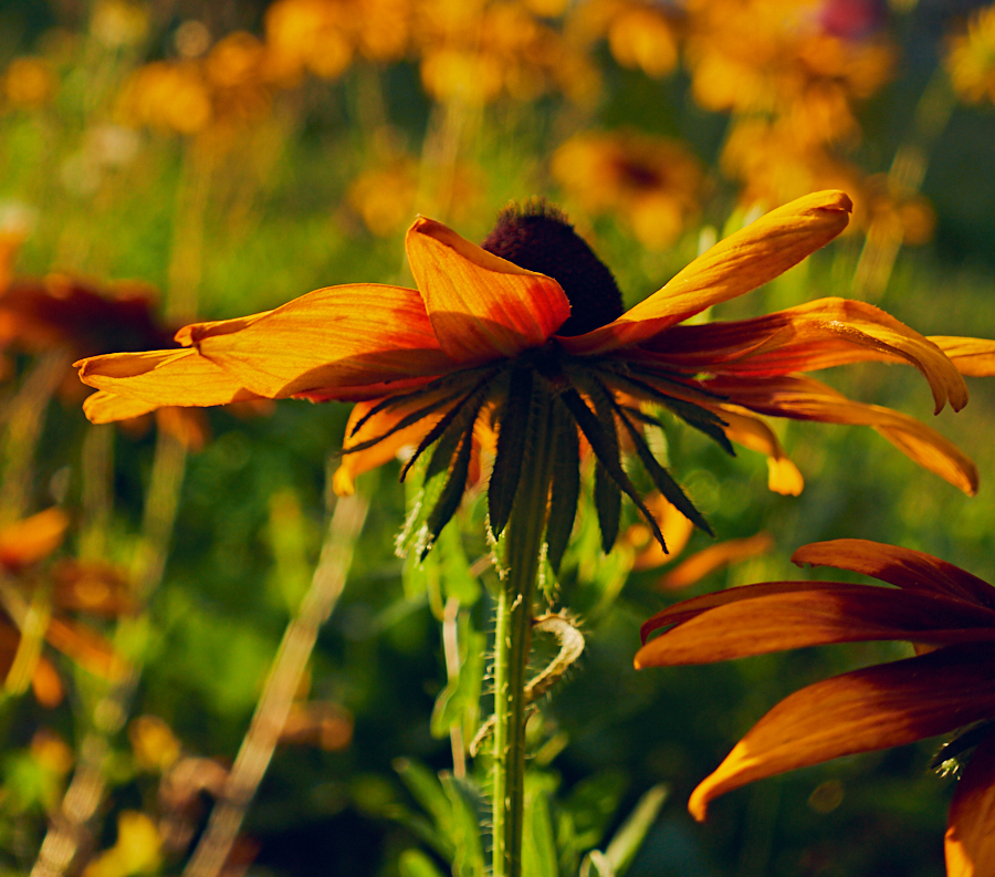 contemplative photography 5