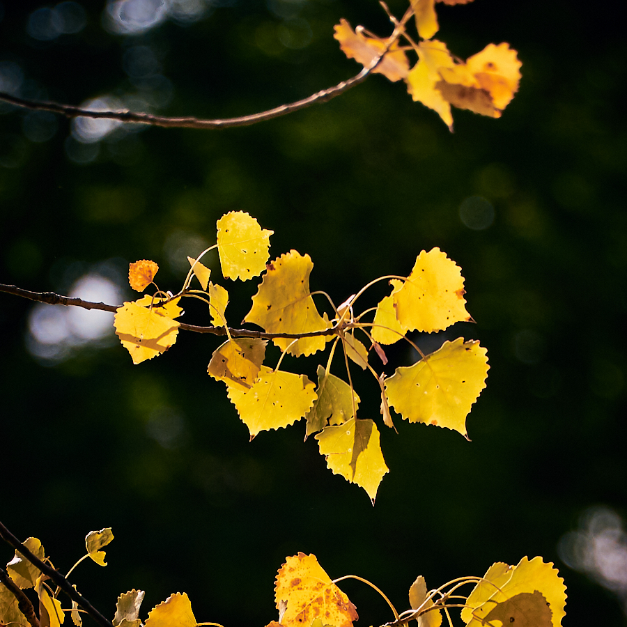 contemplative photography