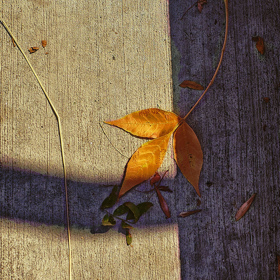 contemplativephoto-15web83118