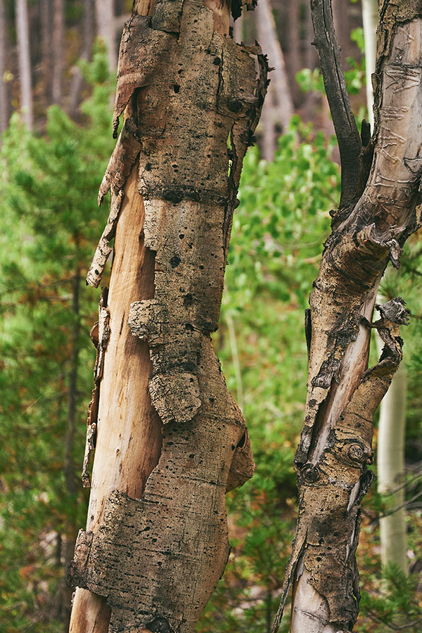 contemplativephoto-reflectionweb9719